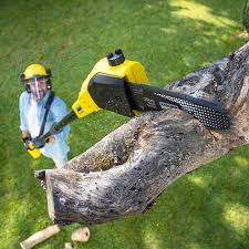 How Our Tree Care Process Works  in  Cypress Lake, FL