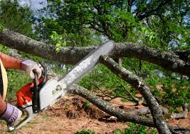 Reliable Cypress Lake, FL Tree Removal Solutions