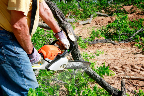 Best Organic Lawn Care Solutions  in Cypress Lake, FL